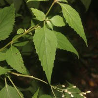 Cyanthillium hookerianum (Arn.) H.Rob.